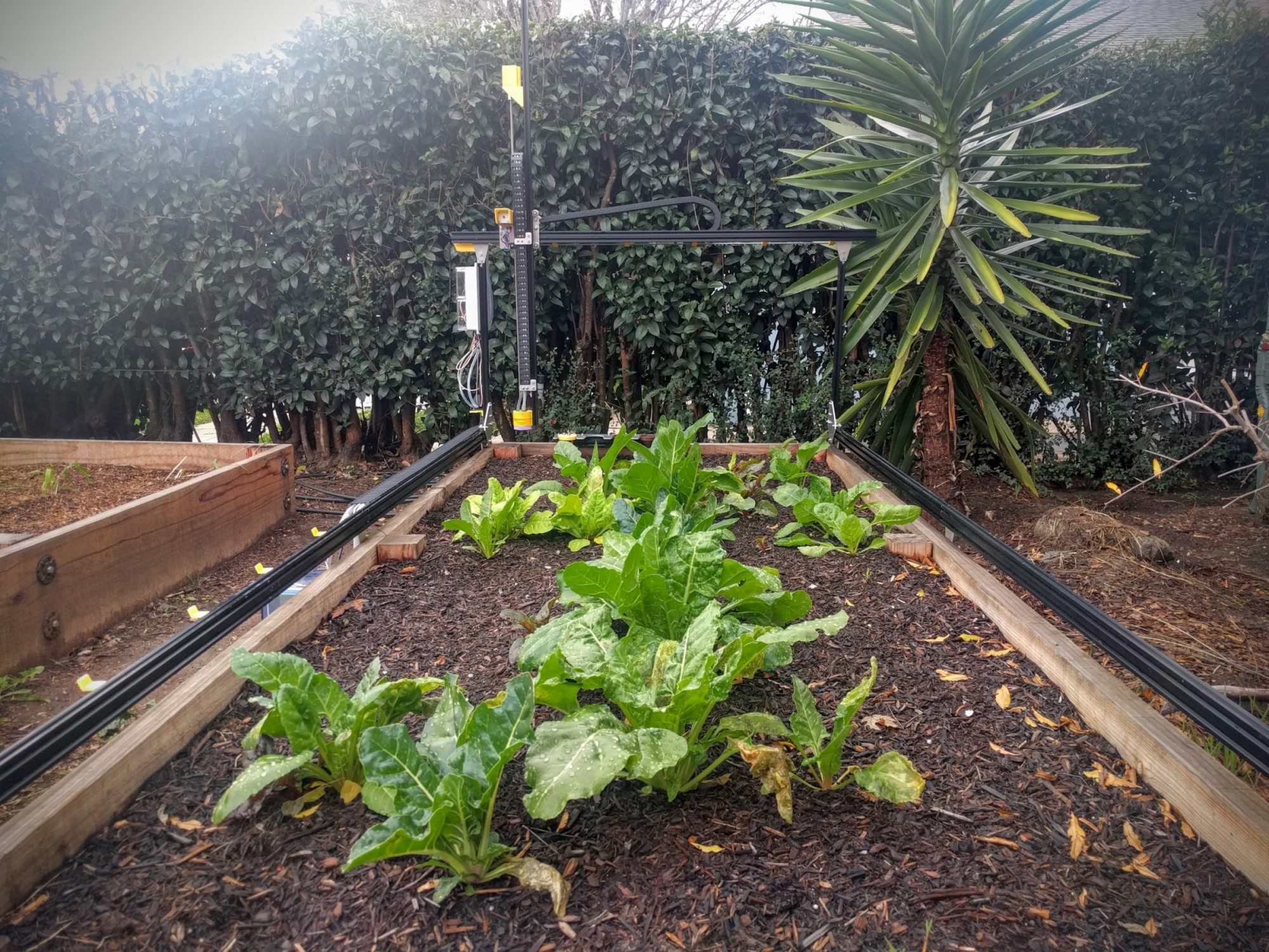 green plants with irrigation system